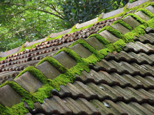 Démoussage de toiture dans la Creuse
